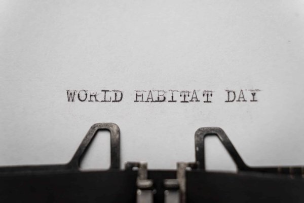 Comment préparer un habitat intérieur adapté pour un kangourou arboricole ?